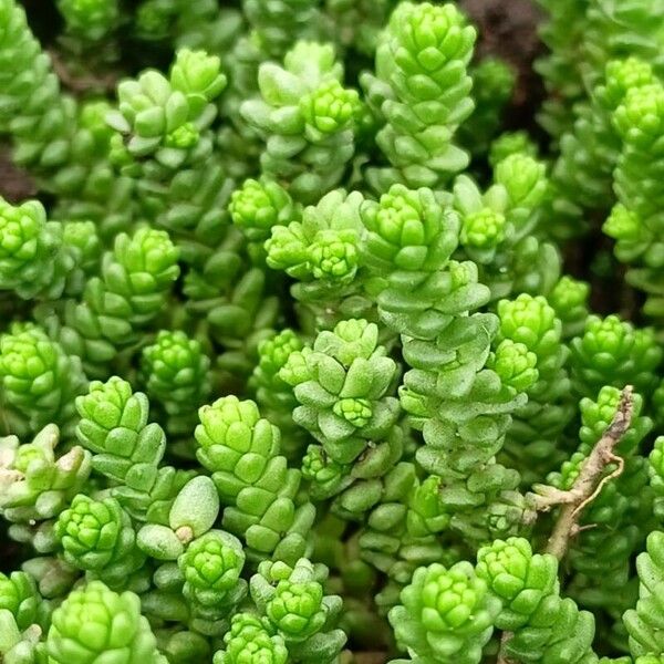 Sedum acre Blatt