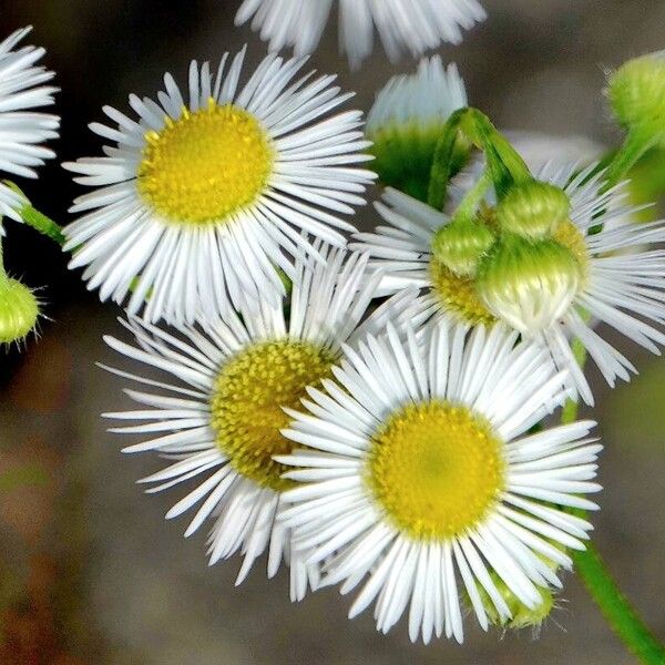 Erigeron strigosus Fiore