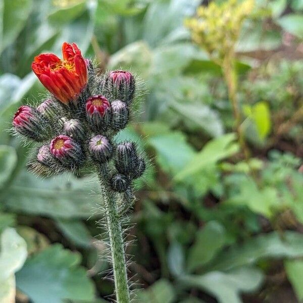 Pilosella aurantiaca Blodyn