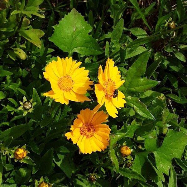 Coreopsis lanceolata Flower