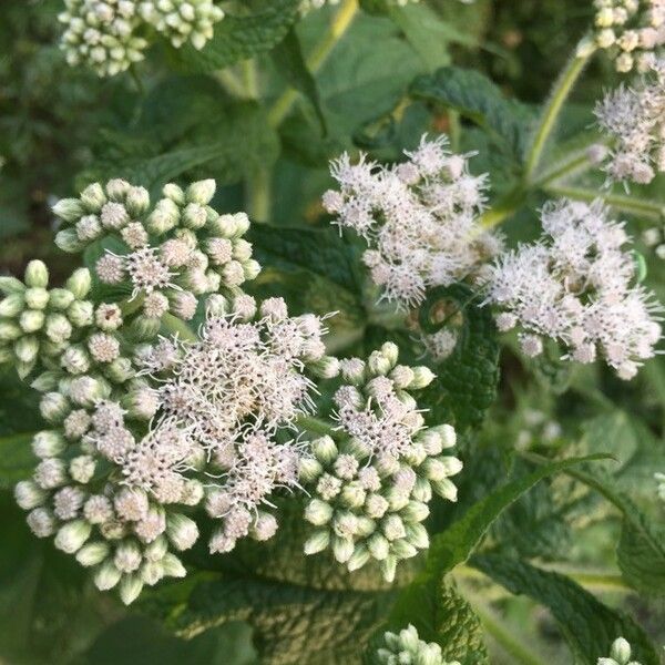 Eupatorium perfoliatum Flor