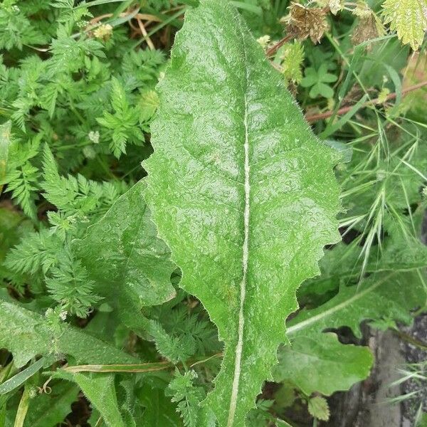 Lactuca virosa Frunză