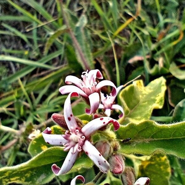 Oxypetalum solanoides Flower