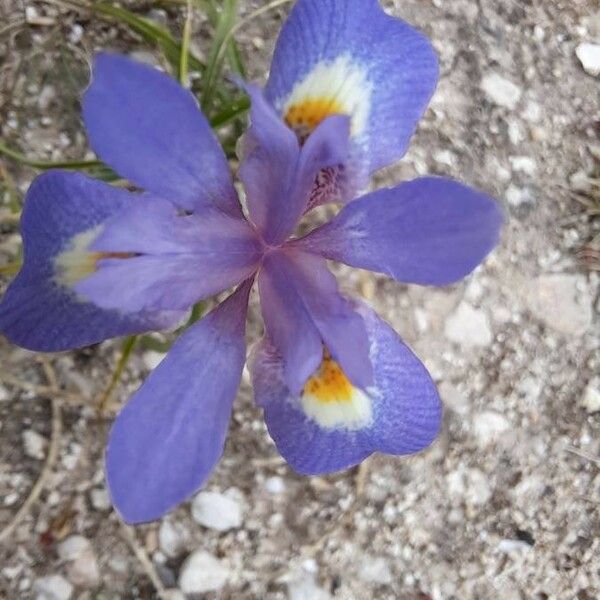 Moraea sisyrinchium Bloem