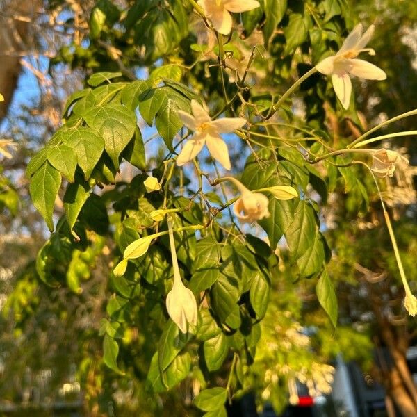 Millingtonia hortensis Flors