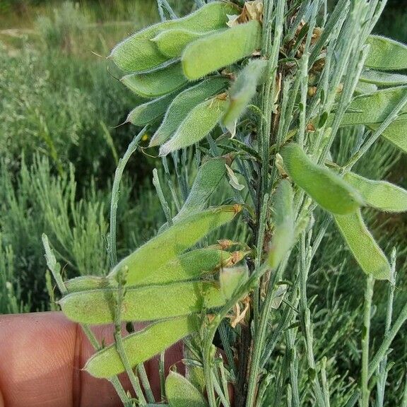 Cytisus multiflorus 果