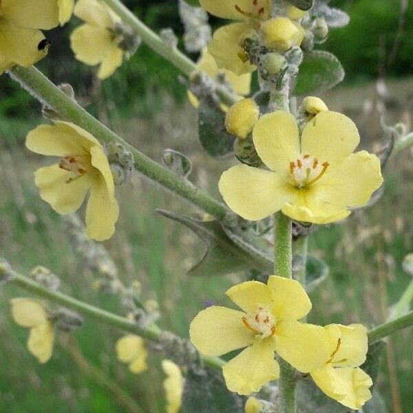 Verbascum pulverulentum फूल