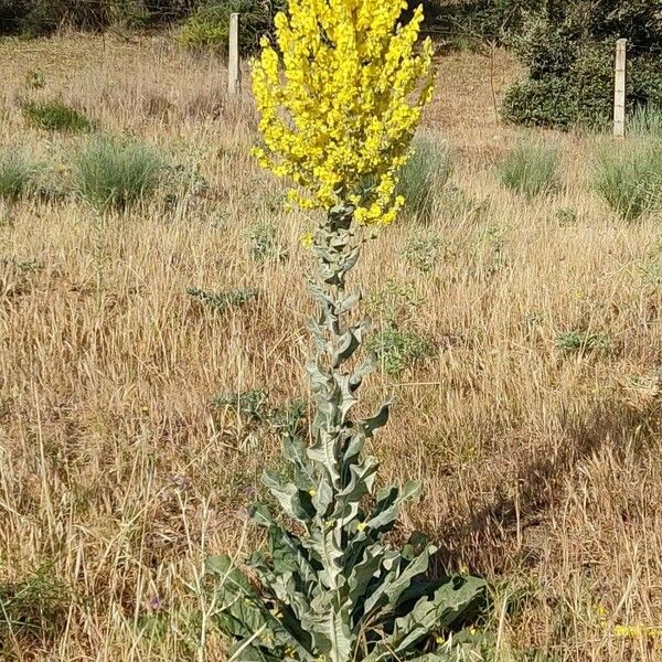 Verbascum pulverulentum പുഷ്പം