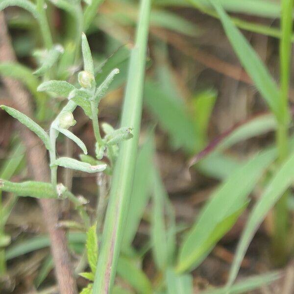 Pseudognaphalium luteoalbum Leaf