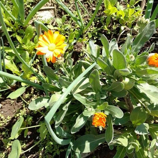 Calendula stellata 花