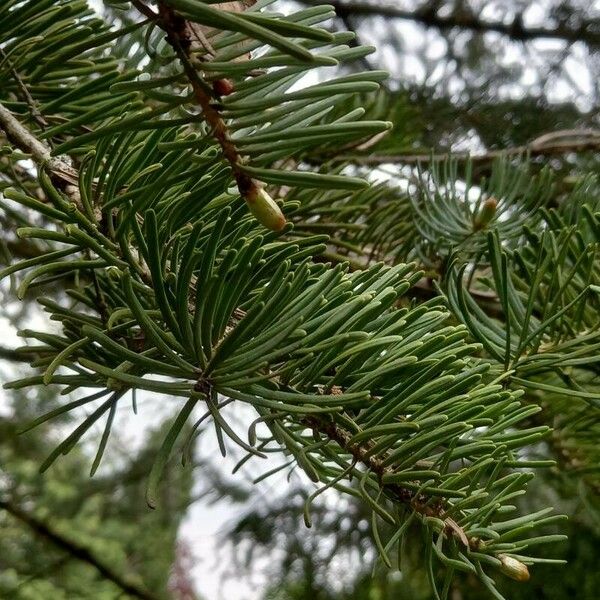 Abies concolor Leaf