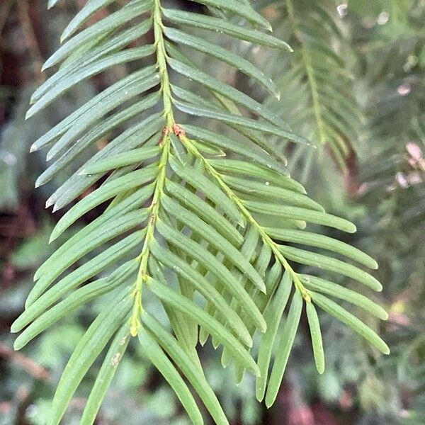 Taxus baccata Leht