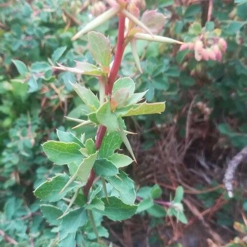 Berberis aetnensis Folha