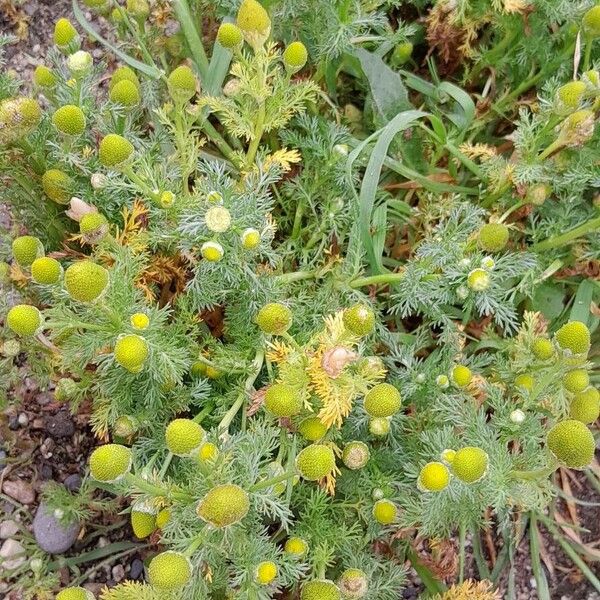 Matricaria discoidea Habit