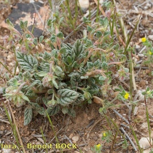 Helianthemum marifolium عادت داشتن