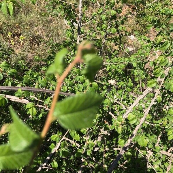 Ulmus minor Leaf