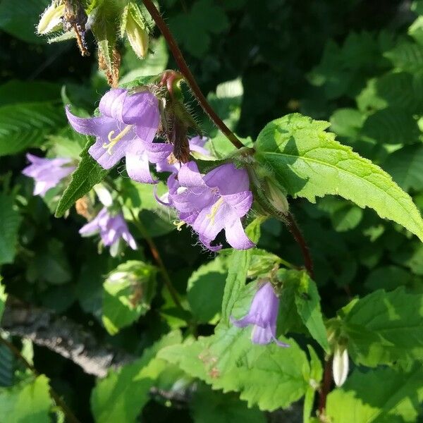 Campanula trachelium 花