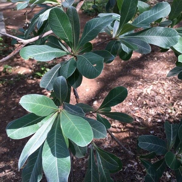 Terminalia sericea Hostoa