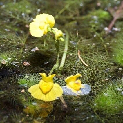 Utricularia australis Характер