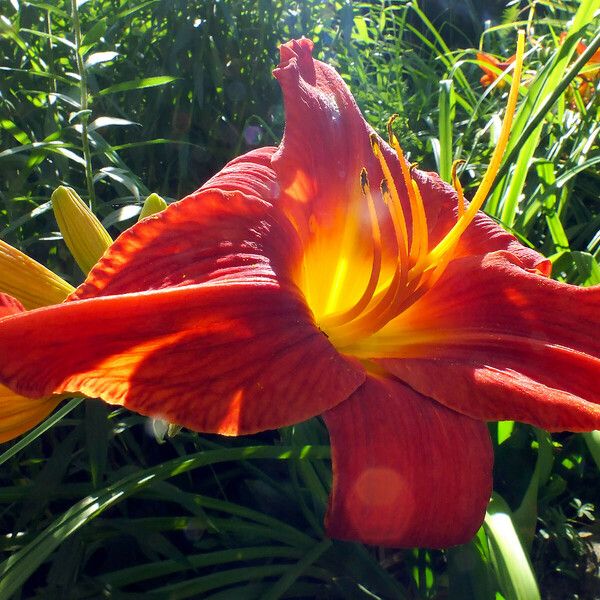 Hemerocallis fulva Květ