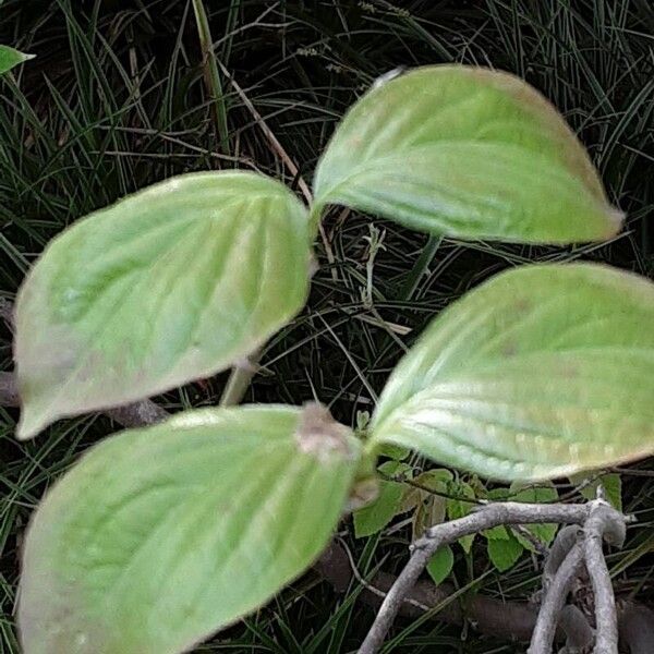 Cornus florida Blad