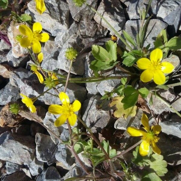 Ranunculus muricatus Flor