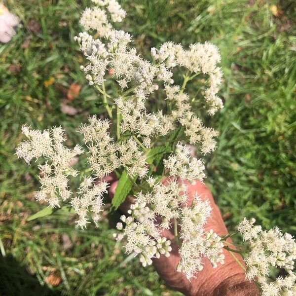 Eupatorium perfoliatum Virág