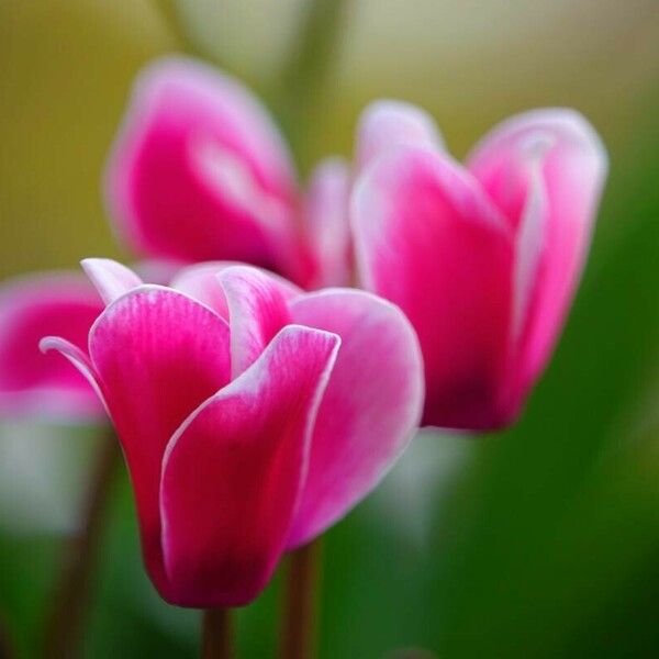 Cyclamen hederifolium Квітка