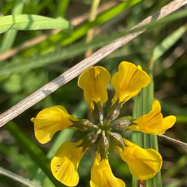 Hippocrepis comosa ফুল