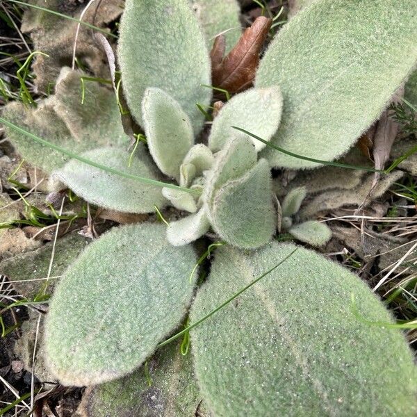 Verbascum boerhavii Φύλλο