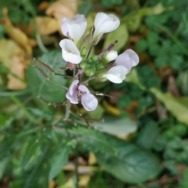 Diplotaxis erucoides Flor