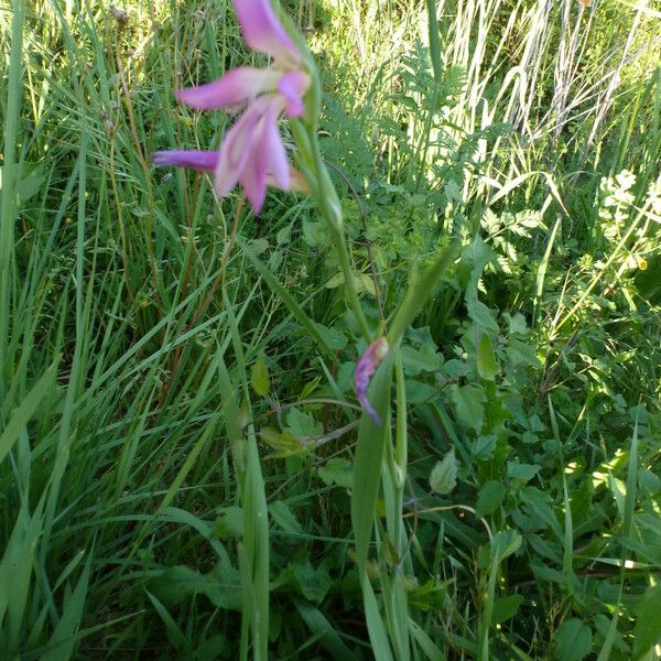 Gladiolus italicus Habit