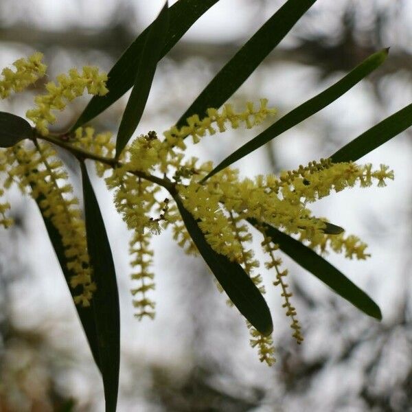Acacia longifolia ᱵᱟᱦᱟ