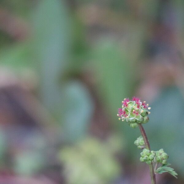 Sanguisorba verrucosa Žiedas