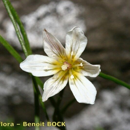 Gagea serotina Flower