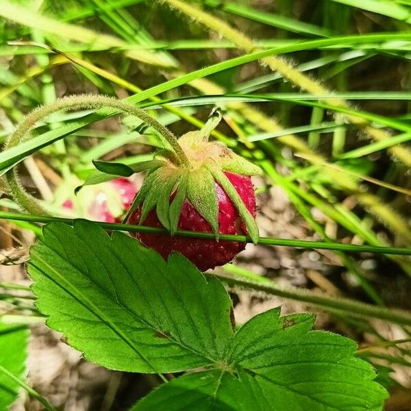 Fragaria viridis برگ