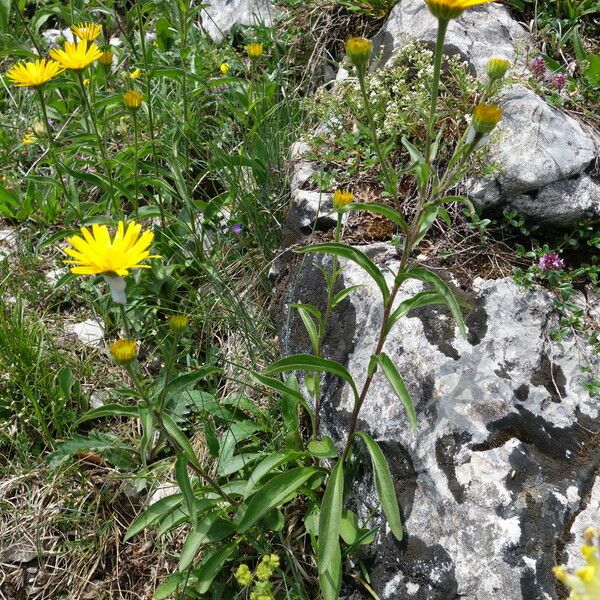 Buphthalmum salicifolium Flower