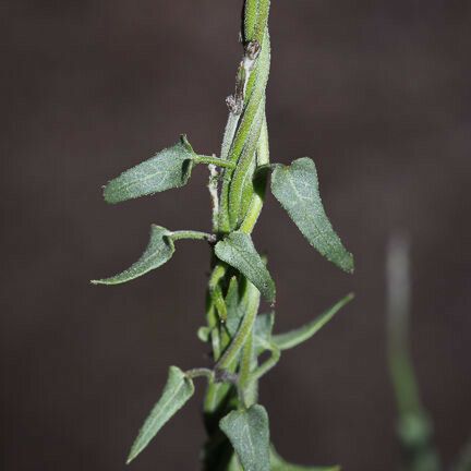 Matelea parvifolia 形態