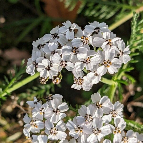 Achillea millefolium Кветка