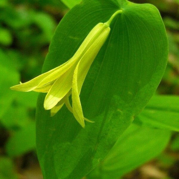 Uvularia perfoliata Flors