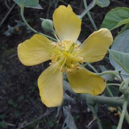 Abutilon exstipulare Floare