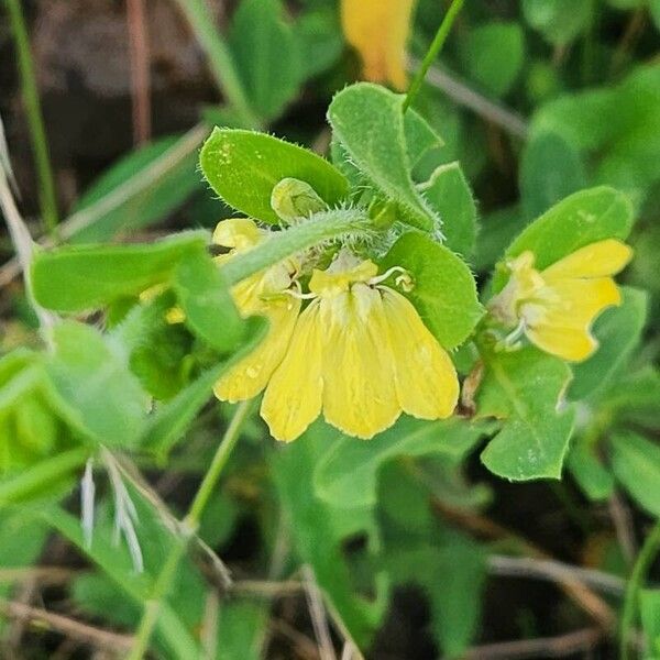 Justicia flava Flower