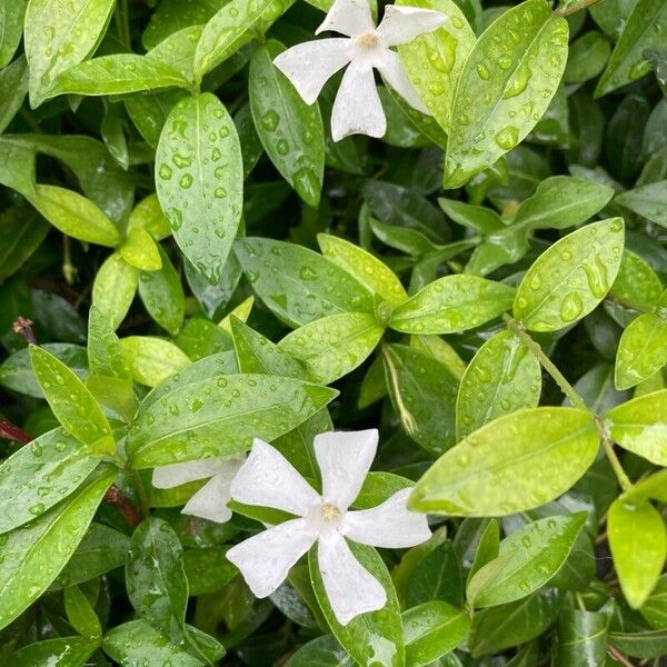 Vinca difformis 花