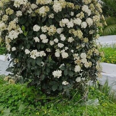 Viburnum tinus Квітка