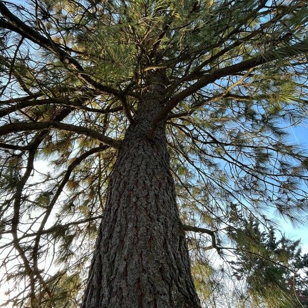 Pinus jeffreyi Celota