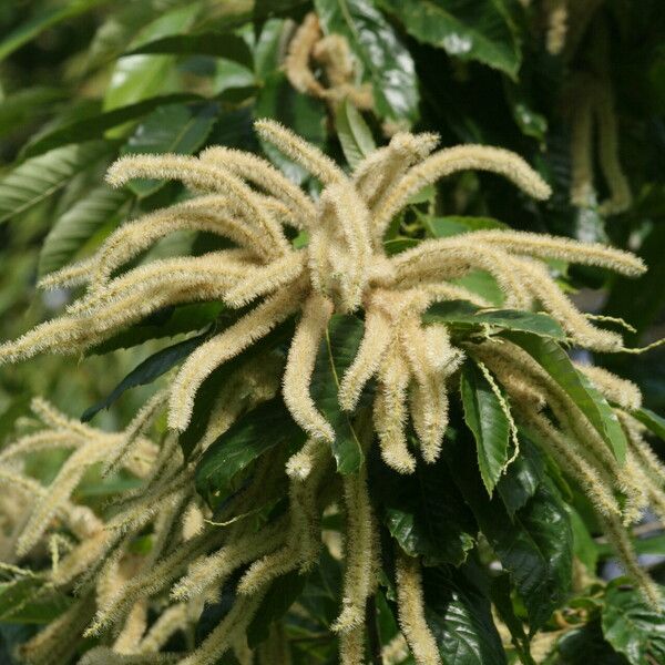 Castanea mollissima Flower