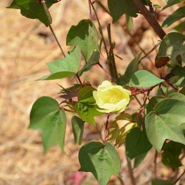 Gossypium barbadense Beste bat