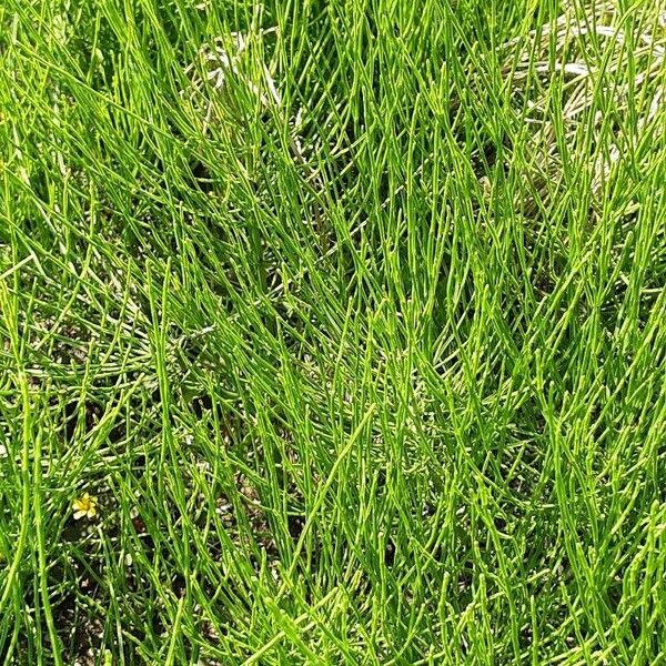 Equisetum arvense Habitus