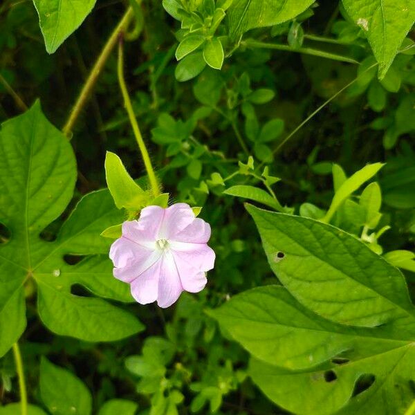 Ipomoea pes-tigridis Flower