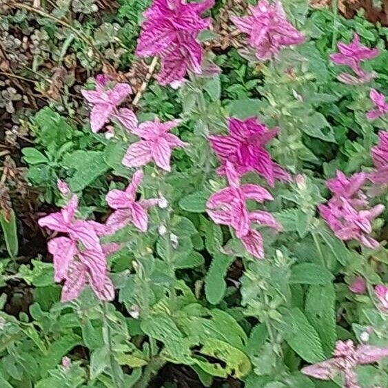 Salvia viridis Flower